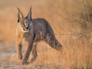 L’animale più bello del mondo