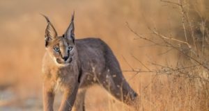 L’animale più bello del mondo