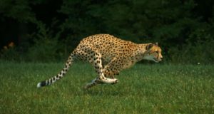 L’animale terrestre più veloce del mondo