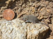 L’animale mammifero più piccolo del mondo