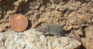 L’animale mammifero più piccolo del mondo