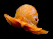 I pesci più strani al mondo Polpo dumbo