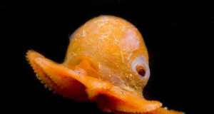 I pesci più strani al mondo Polpo dumbo