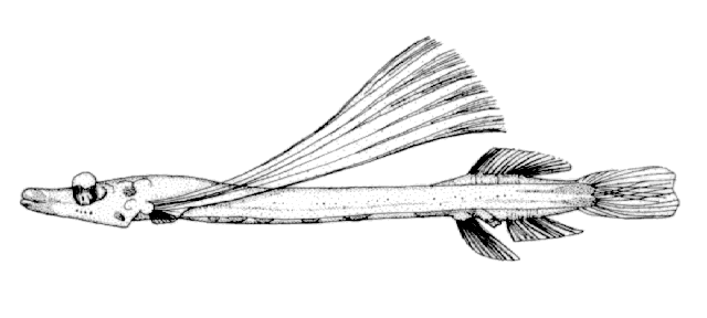Pesce fantasma binoculare