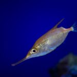 Pesce trombetta