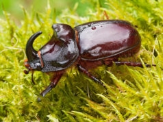 L’animale più forte del mondo