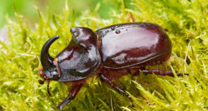 L’animale più forte del mondo