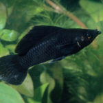 Black molly