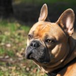 Bulldog francese