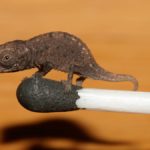 Camaleonte brookesia