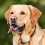 Cane