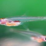 Carpa paedocypris