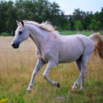 Cavallo