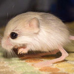 Gerboa pigmeo