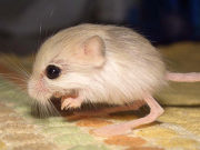 Gerboa pigmeo del Baluchistan
