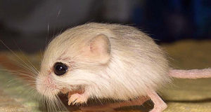 Gerboa pigmeo del Baluchistan