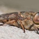 Mosca cavallina