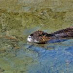 Nutria