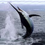 Pesce-Spada