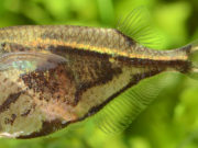 Pesce accetta Pesce accetta