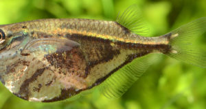 Pesce accetta Pesce accetta