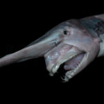 Pesce goblin