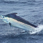 Pesce marlin