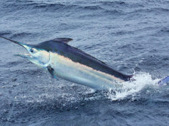 Pesce Marlin