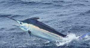 Pesce Marlin