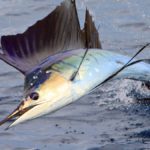Pesce vela