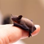 Pipistrello calabrone