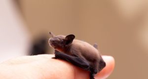 I 10 animali più piccoli