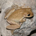 Rana cubana