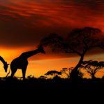 Savana