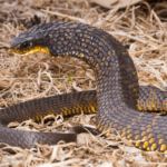 Serpente tigre
