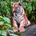 Tigre