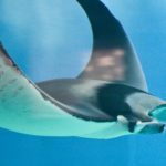 manta