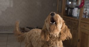 Cane che abbaia troppo? Ecco le cause Cane che abbaia