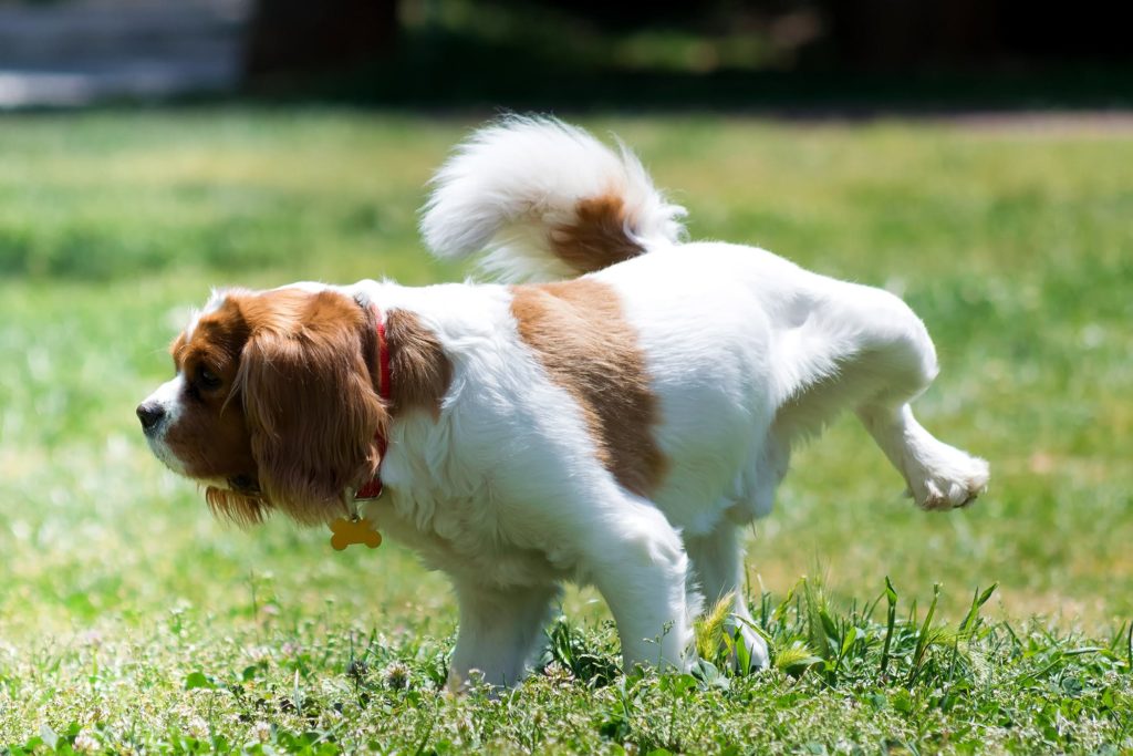 Cane che fa pipi