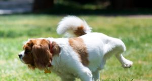Repellenti per impedire ai cani di fare i bisogni dove non vogliamo Cane che fa pipi