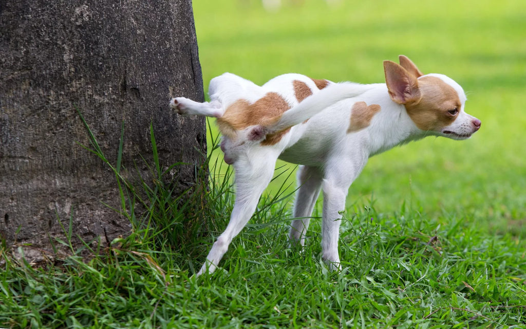 Cane che fa i bisogni su un albero