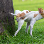 Cane che fa i bisogni