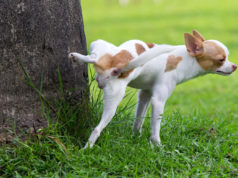 Impedire ai cani di fare i bisogni nel proprio giardino Cane che fa i bisogni su un albero