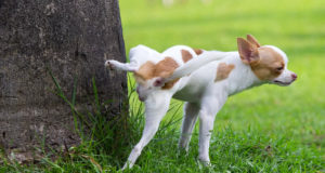 Impedire ai cani di fare i bisogni nel proprio giardino Cane che fa i bisogni su un albero