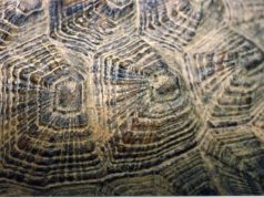 Come capire l’età di una tartaruga Cerchi di accrescimento