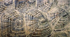 Come capire l’età di una tartaruga Cerchi di accrescimento