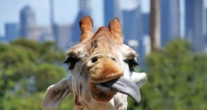 Perché le giraffe hanno la lingua nera? Giraffa con la lingua fuori dalla bocca