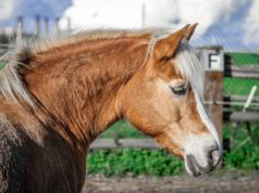 Scegliere una tosatrice per cavalli