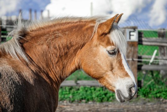Scegliere una tosatrice per cavalli