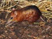 Sengi a scacchi Sengi a scacchi